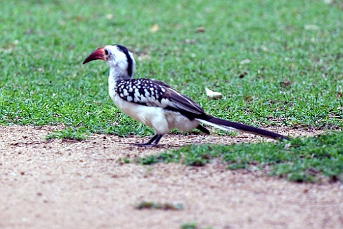 Kenia (321)